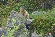 79 Marmotta in sentinella (zoom)